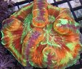 pestriț Acvariu Creier Dome Coral, Wellsophyllia caracteristici, fotografie