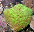 grün Briareum Aquarium Meer Korallen, Foto und Merkmale