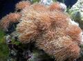 braun Briareum Aquarium Meer Korallen, Foto und Merkmale