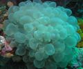 light blue Bubble Coral Aquarium Sea Corals, Photo and characteristics