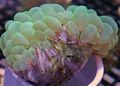 green Bubble Coral Aquarium Sea Corals, Photo and characteristics