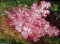 pink Nelke Tree Coral Aquarium Meer Korallen, Foto und Merkmale