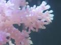 white Carnation Tree Coral Aquarium Sea Corals, Photo and characteristics