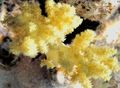 gelb Nelke Tree Coral Aquarium Meer Korallen, Foto und Merkmale