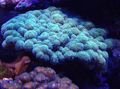 hellblau Blumenkohl Korallen Aquarium Meer Korallen, Foto und Merkmale