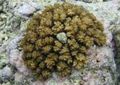 brown Cauliflower Coral Aquarium Sea Corals, Photo and characteristics