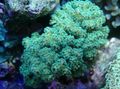 green Cauliflower Coral Aquarium Sea Corals, Photo and characteristics