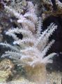 white Christmas Tree Coral (Medusa Coral) Aquarium Sea Corals, Photo and characteristics