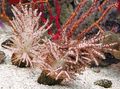 braun Christmas Tree Coral (Medusa Korallen) Aquarium Meer Korallen, Foto und Merkmale
