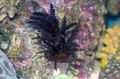 schwarz Christmas Tree Coral (Medusa Korallen) Aquarium Meer Korallen, Foto und Merkmale