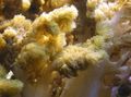 gelb Colt Korallen Aquarium Meer Korallen, Foto und Merkmale