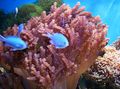 brown Colt Coral Aquarium Sea Corals, Photo and characteristics