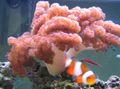 pink Colt Coral Aquarium Sea Corals, Photo and characteristics