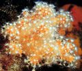 rojo Setas Pollino (Dedos De Mar) Acuario Mar Corales, Foto y características