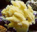 yellow Colt Mushroom (Sea Fingers) Aquarium Sea Corals, Photo and characteristics