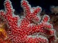 crvena Akvarij Colt Gljiva (More Prsti), Alcyonium karakteristike, Foto