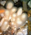 white Colt Mushroom (Sea Fingers) Aquarium Sea Corals, Photo and characteristics