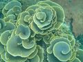 Photo Cup Coral (Pagoda Coral) Aquarium  characteristics and description