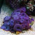 purple Discosoma Coeruleus Aquarium Sea Corals, Photo and characteristics