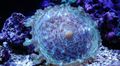 hellblau Discosoma Neglecta Aquarium Meer Korallen, Foto und Merkmale