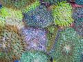 grün Discosoma Sanctithomae Aquarium Meer Korallen, Foto und Merkmale