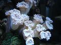 white Duncan Coral Aquarium Sea Corals, Photo and characteristics