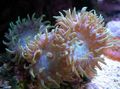 pink Duncan Coral Aquarium Sea Corals, Photo and characteristics