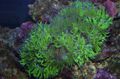 green Aquarium Elegance Coral, Wonder Coral, Catalaphyllia jardinei characteristics, Photo