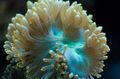 gelb Eleganz Korallen, Korallen Wunder Aquarium Meer Korallen, Foto und Merkmale