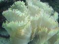 white Aquarium Elegance Coral, Wonder Coral, Catalaphyllia jardinei characteristics, Photo