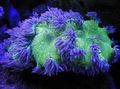 purple Elegance Coral, Wonder Coral Aquarium Sea Corals, Photo and characteristics