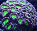 bunt Favia Aquarium Meer Korallen, Foto und Merkmale