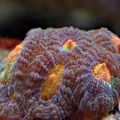 braun Favia Aquarium Meer Korallen, Foto und Merkmale
