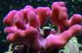 pink Finger Korallen Aquarium Meer Korallen, Foto und Merkmale