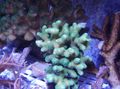 hellblau Finger Korallen Aquarium Meer Korallen, Foto und Merkmale
