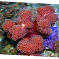 rojo Coral Dedo Acuario Mar Corales, Foto y características