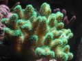 grün Finger Korallen Aquarium Meer Korallen, Foto und Merkmale