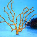 gelb Finger Gorgonien (Finger Seefächer) Aquarium Meer Korallen, Foto und Merkmale