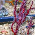 红 手指Gorgonia（指海上风机） 水族馆 海珊瑚, 照 和 特点