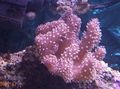 lila Finger Lederkoralle (Teufels Hand Korallen) Aquarium Meer Korallen, Foto und Merkmale