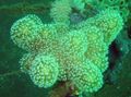 grün Finger Lederkoralle (Teufels Hand Korallen) Aquarium Meer Korallen, Foto und Merkmale