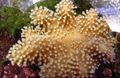 brown Finger Leather Coral (Devil's Hand Coral) Aquarium Sea Corals, Photo and characteristics
