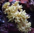 gelb Finger Lederkoralle (Teufels Hand Korallen) Aquarium Meer Korallen, Foto und Merkmale