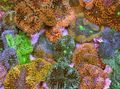 bruin Aquarium Floridian Schijf, Ricordea florida karakteristieken, foto