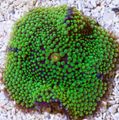 зелена Акваријум Floridian Disc, Ricordea florida карактеристике, фотографија