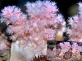 pink Flower Tree Coral (Broccoli Korallen) Aquarium Meer Korallen, Foto und Merkmale