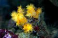 yellow Flower Tree Coral  (Broccoli Coral) Aquarium Sea Corals, Photo and characteristics