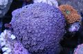 lila Blumentopf Korallen Aquarium Meer Korallen, Foto und Merkmale