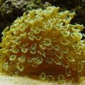yellow Aquarium Flowerpot Coral, Goniopora characteristics, Photo