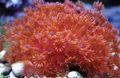 红 花盆珊瑚 水族馆 海珊瑚, 照 和 特点